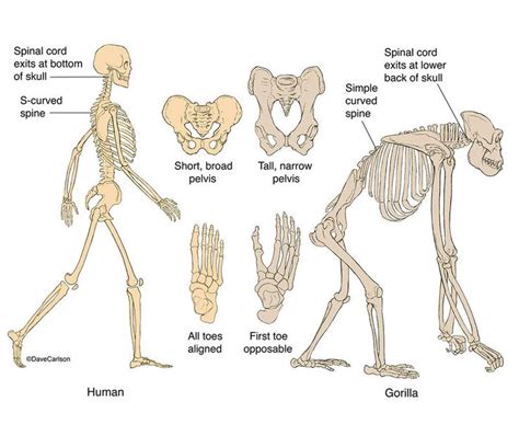 Human Backbone Evolution Chart 的图像结果