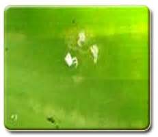 Banana Expert System