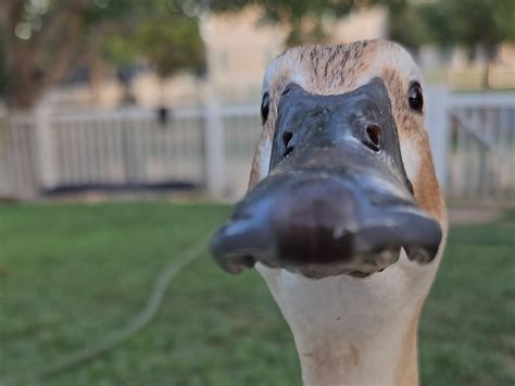 Exploring Duck Migration