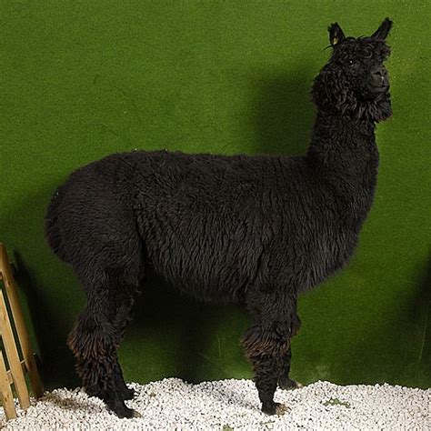 Alpaka Huacaya Hengst Edel Carlos in waldstetten | Tiere | Kleinanzeigen