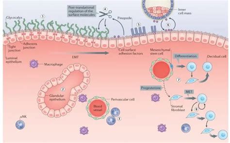 Image result for Endometrium Functional Layer