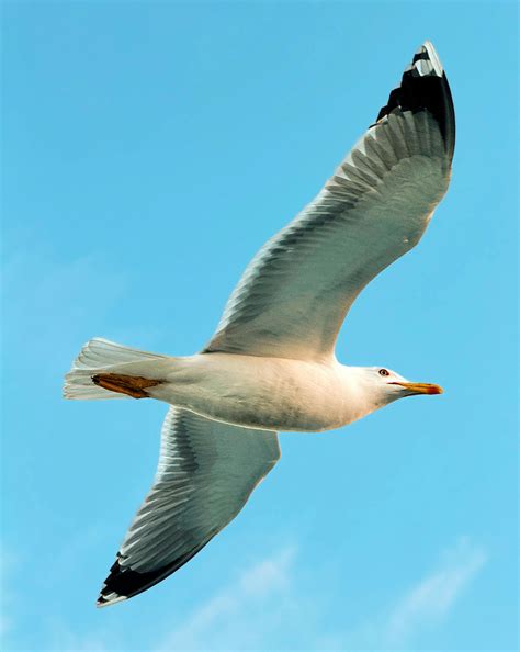 Image result for Tip Screen Read Out