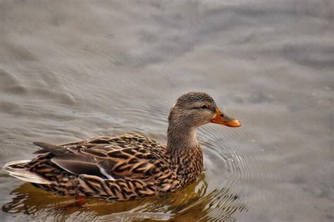 Side view of a duck in lake | Premium Photo