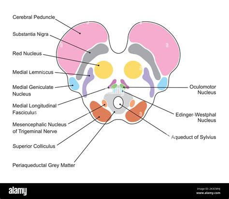 Scientific Designing of Midbrain Anatomy. Axial Section at The Level of ...