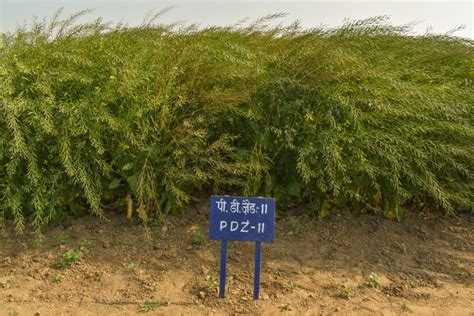 Mustard – Technology Transfer Unit for the Industry Partners & Agri ...