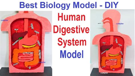 How to Make Digestive System Model 的图像结果