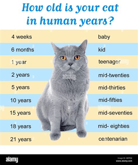 Cats Years To Human Years Chart – BJAJ