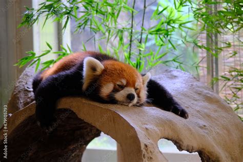Sleeping red panda Stock Photo | Adobe Stock