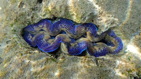 Islands of India- Indian Islands Names, List