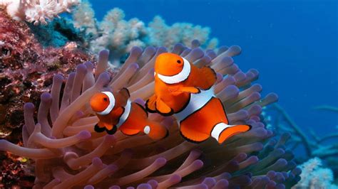 Image result for Fish Shell Scripting