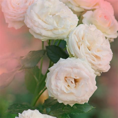 Luxurious Touch Fragrance Oil | Water Soluble | Face Mist/Gels & Toner