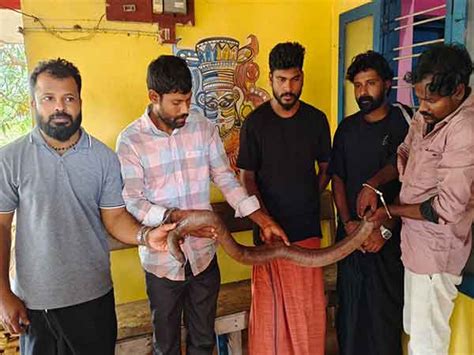 Kerala: Five held for illegal possession of two-toed sand boa in Kannur