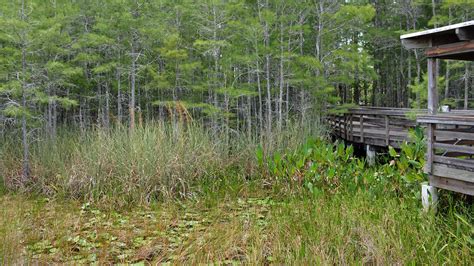 Grassy Waters Preserve – Florida Hikes