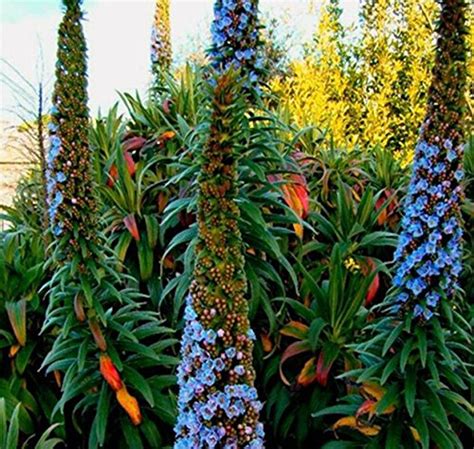 Futaba Rare Giant Echium Seeds - Mixed - 10 Pcs : Amazon.in: Garden ...