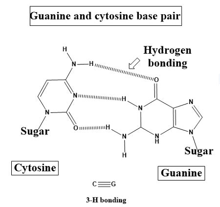 Name the complementary base pairs and describe the DNA double helix. | Study.com