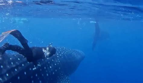 A Whale Shark Mating Ritual May Have Been Caught On Camera for the ...