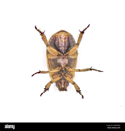 Pelidnota punctata - the grapevine beetle, spotted June beetle or spotted pelidnota - isolated ...