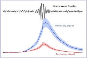 How memories are formed : The role of synaptic inhibition