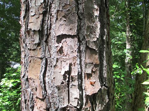 Loblolly, Shortleaf or Longleaf? the Bark Will Help | N.C. Cooperative ...