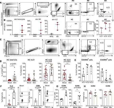 Image result for Lymphoid Cell Lineage