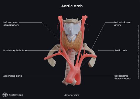 Aorta | Encyclopedia | Anatomy.app | Learn anatomy | 3D models ...