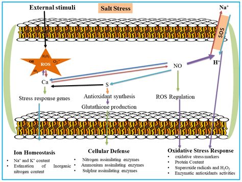 Mitigation of Salt Stress in Tomato (Solanum lycopersicum L.) Through ...