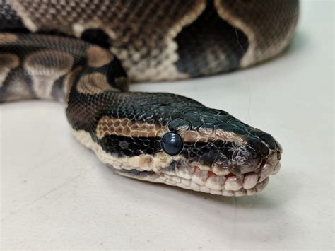 Image result for Ball Python Predators