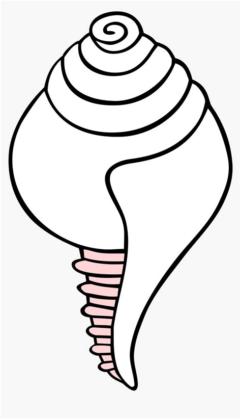 Image result for Conch Shell Drawing Colored