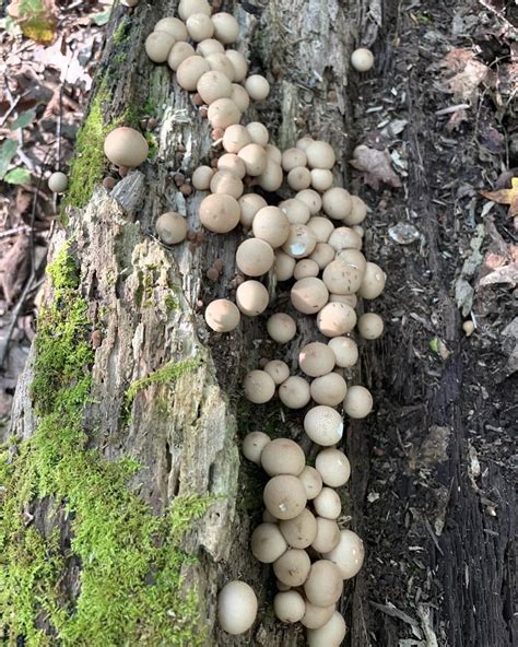 Meripilus sumstinei - Black-staining Polypore - Eat The Planet