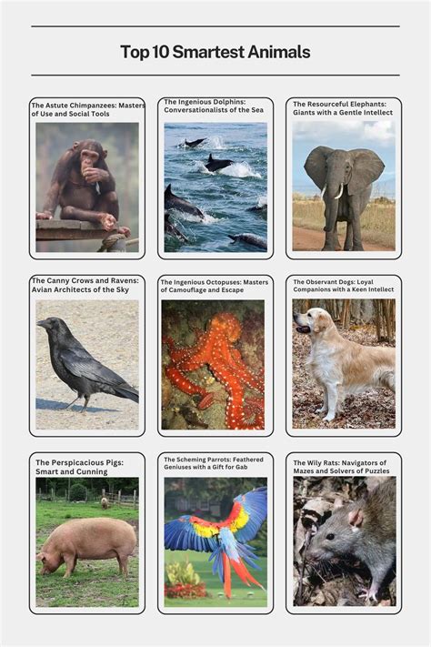 Top 10 Smartest Animals - Smore Science