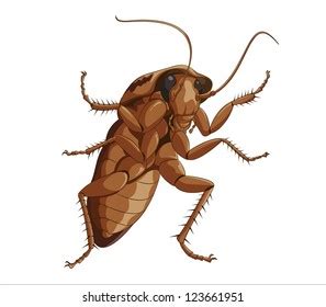 Image result for Cockroach Legs