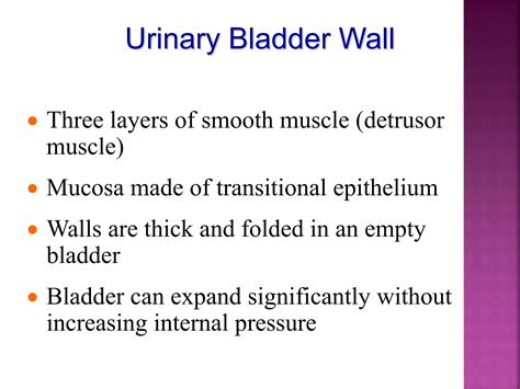 Anatomy of urinary system | PPTX