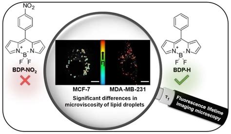 Exploring BODIPY-Based Sensor for Imaging of Intracellular ...