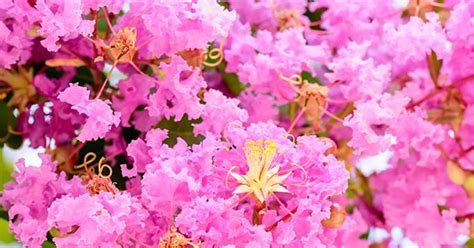 Image result for Pruning Crape Myrtle Tree