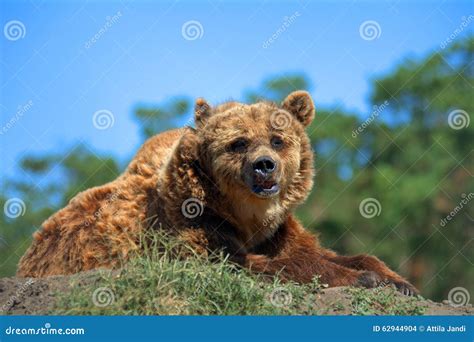 Eurasian brown bear stock photo. Image of europe, reserve - 62944904