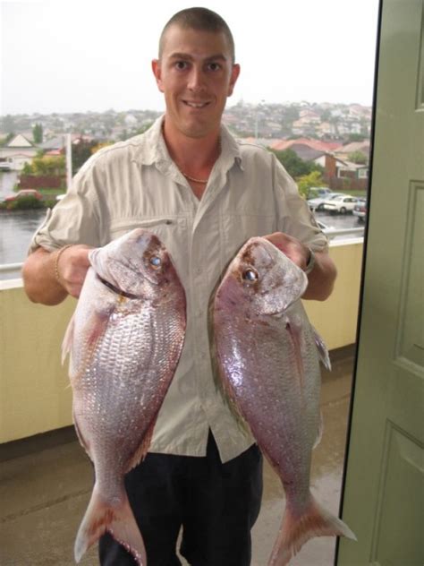 Image result for Canadian Snapper