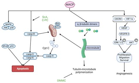 Modulation of Apoptotic, Cell Cycle, DNA Repair, and Senescence ...