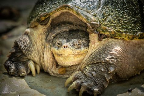 Image result for Snapping Turtle Eating