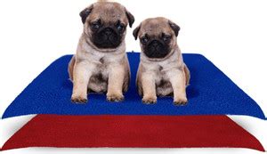 Amorite Reusable Washable Pee Pads-Puppies Washable Dog/Cat Diapers ...