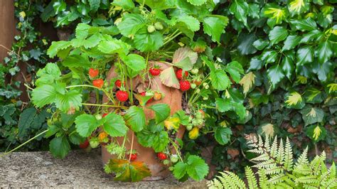 Runner Plant 的图像结果