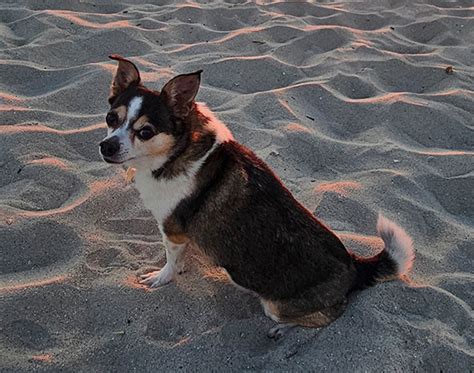 Obituaries - Oakey's Pet Funeral Home