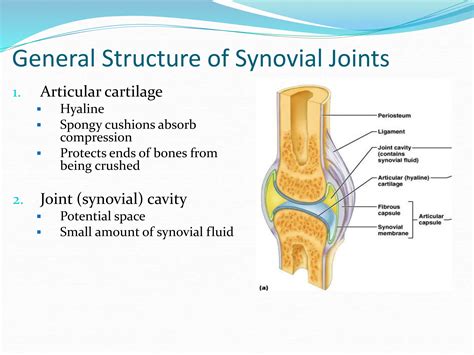 ANATOMY OF SYNOVIAL JOINTS_Synovial .pptt