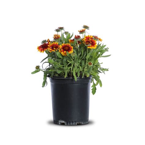 Flowering Bushes That Grow In Arizona | Best Flower Site