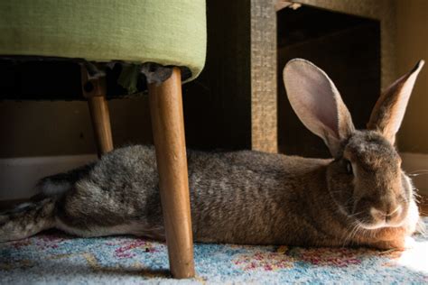 Image result for Rabbit First Use