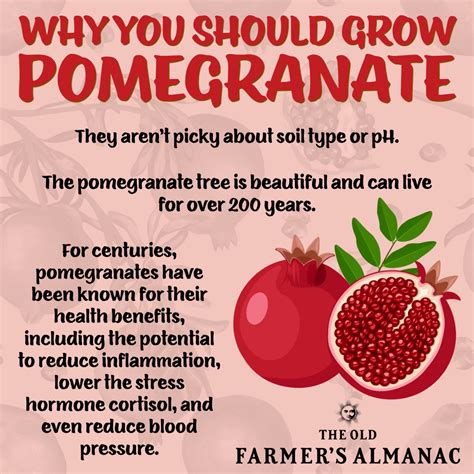Pomegranates: Planting, Growing, and Harvesting Pomegranate Trees