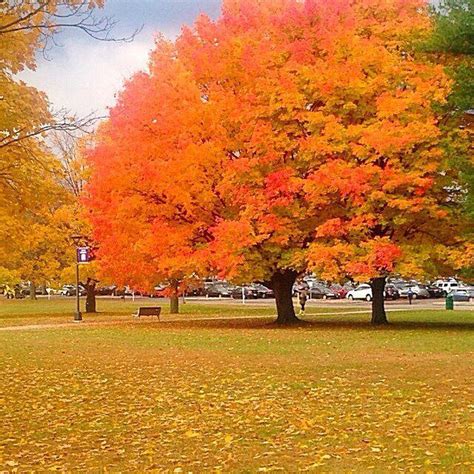 UAlbany Indigenous Quad: History, Culture, and Events