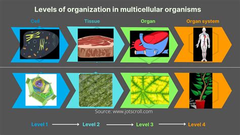Image result for Multicellular Organism Examples