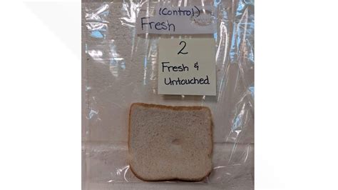 Image result for Hand Washing Experiment with Bread