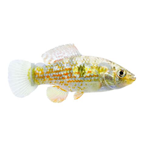 Florida Flag Fish For Sale | Freshwater Fish