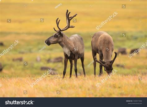Caribou Animal Eating